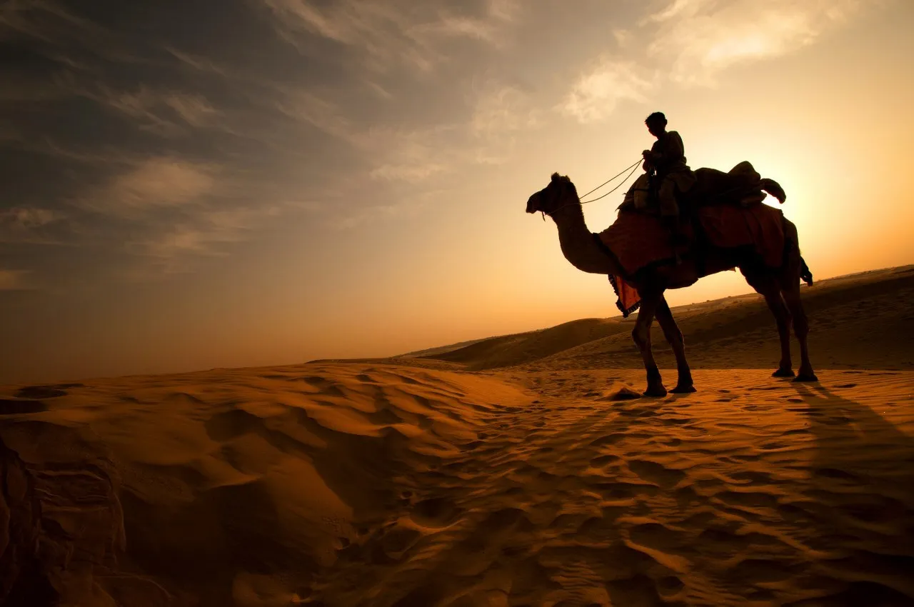 Camel and rider on the Sam Sand Dunes at sunset