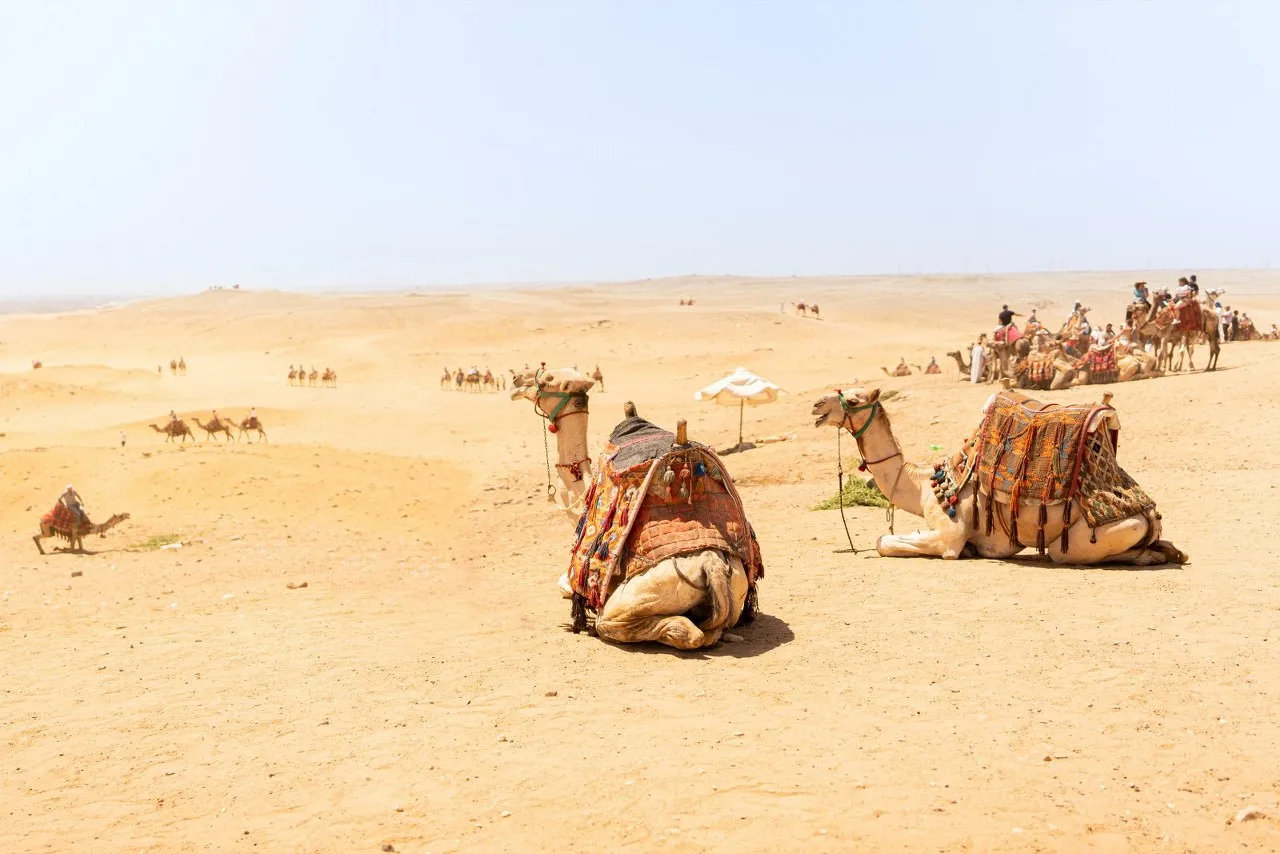 Camels resting in the desert