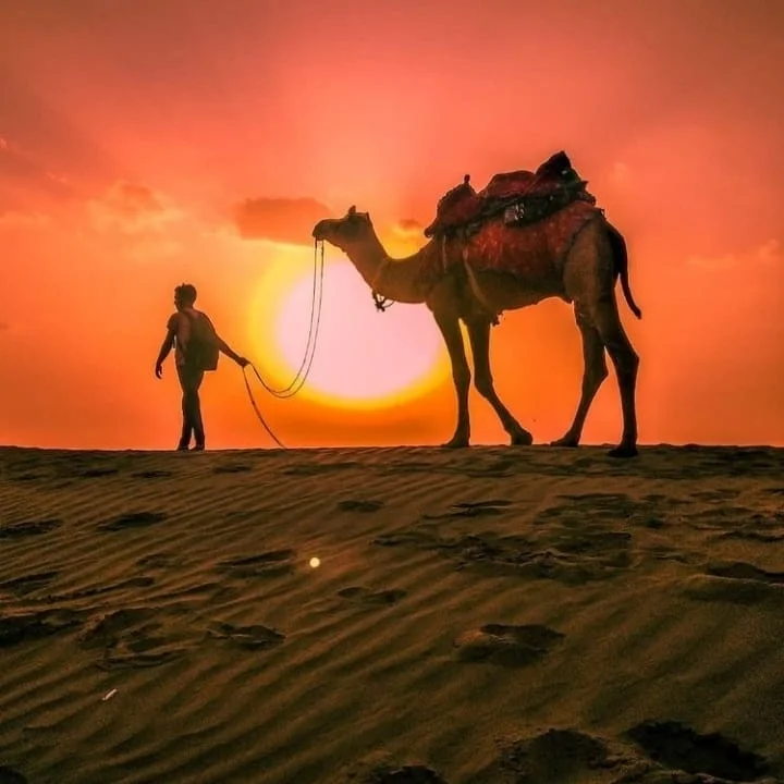 Camel safari in Jaisalmer